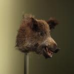 Wild Zwijn Middel Taxidermie Opgezette Dieren By Max, Ophalen of Verzenden, Nieuw, Wild dier, Opgezet dier