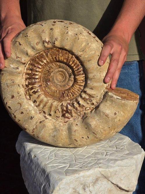 Ammoniet - Gefossiliseerde schelp - HUGE 17KG Perisphinctes, Verzamelen, Mineralen en Fossielen
