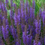 Salvia nemorosa Mainacht - Potmaat 9x9 cm, Ophalen of Verzenden