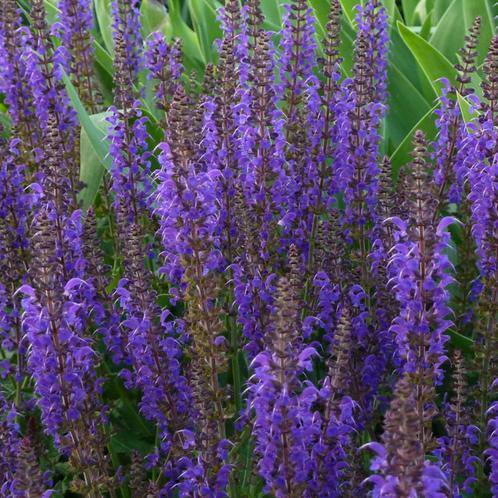 Salvia nemorosa Mainacht - Potmaat 9x9 cm, Tuin en Terras, Planten | Tuinplanten, Ophalen of Verzenden