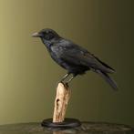 Kraai Taxidermie Opgezette Dieren By Max, Verzamelen, Ophalen of Verzenden, Nieuw, Vogel, Opgezet dier