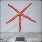 Zeldzame natuurlijke Echinaster Ster aan stand- 389.92 g, Verzamelen, Mineralen en Fossielen