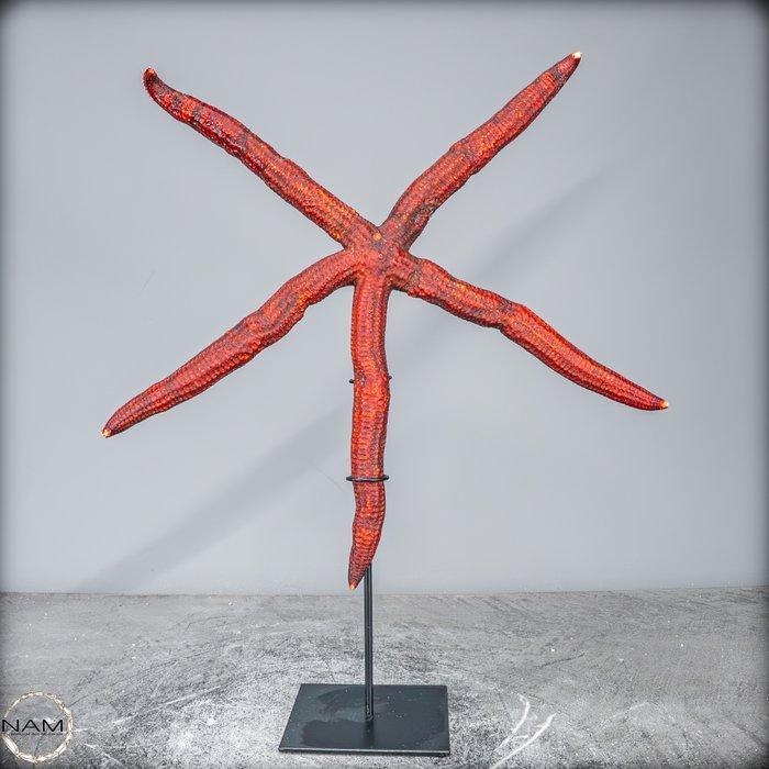 Zeldzame natuurlijke Echinaster Ster aan stand- 389.92 g, Verzamelen, Mineralen en Fossielen