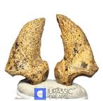 Set van 2 geweldige grote ijs-tijd grottenbeer (Ursus