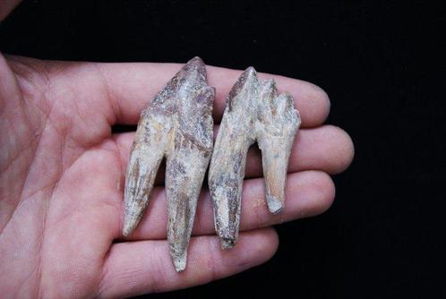 Primitieve walvis, Extraordinair kiezen van Basilosaurus -, Verzamelen, Mineralen en Fossielen