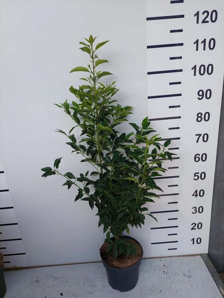 Portugese laurier/Lusitanica/Laurierkers/Pot 60/70 cm, Tuin en Terras, Planten | Struiken en Hagen, Laurier, Haag, Minder dan 100 cm