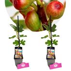 Ficus carica Little Miss Figgy + Pot 9cm 2 s, Tuin en Terras, Planten | Fruitbomen, Halfschaduw, Verzenden