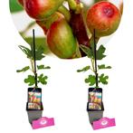 Ficus carica Little Miss Figgy + Pot 9cm 2 s, Verzenden, Halfschaduw