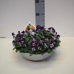 Viola corn. mix - Hoogte 20cm - Potmaat 30cm, Huis en Inrichting, Kamerplanten, Ophalen