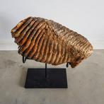 Wolharige mammoet - Fossiele tand - 230 mm - 140 mm, Verzamelen, Mineralen en Fossielen