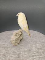 Isabel pastel groenling Taxidermie volledige montage -, Nieuw