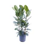 Ficus Audrey Toef 3 stekken - Ø27cm - 105cm, Verzenden