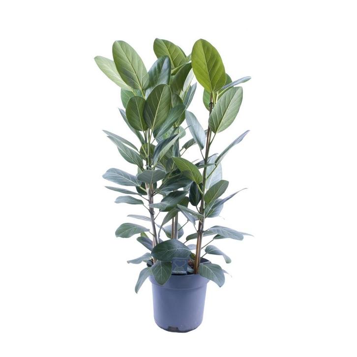 Ficus Audrey Toef 3 stekken - Ø27cm - 105cm, Tuin en Terras, Bloembollen en Zaden, Verzenden