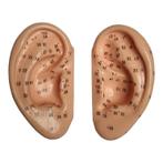 Acupunctuur / reflexzone modellen oor (links en rechts,...., Nieuw