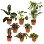 Actie: Buitenbeentjes plantenbox 8, 10 of 12 stuks, Huis en Inrichting, Kamerplanten, Verzenden, Overige soorten, Halfschaduw