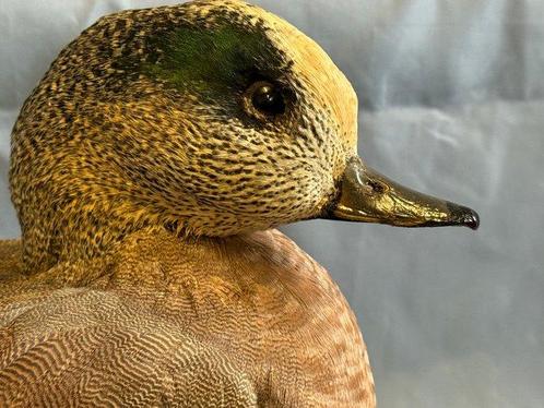 Amerikaanse vischeng Taxidermie volledige montage - Mareca, Verzamelen, Dierenverzamelingen