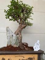 Japanese iep bonsai (Zelkova) - Hoogte (boom): 58 cm -, Antiek en Kunst