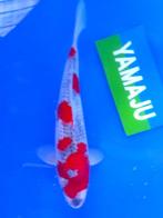 Hq Goshiki van Yamaju  34cm (Japanse Koi), Dieren en Toebehoren, Karper of Koi