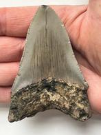 Megalodon tand 9,0 cm - Fossiele tand - Carcharocles, Nieuw
