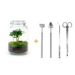 DIY terrarium - Jar - Coffea Arabica -  28 cm - Rake + Shov, Verzenden