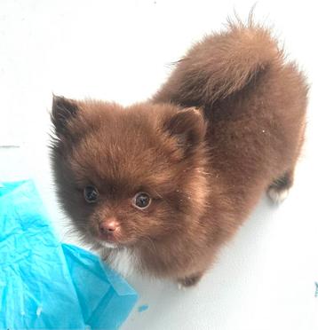 Choco kleur raszuiver meisje pomeranian pomeriaan, NL nestje beschikbaar voor biedingen