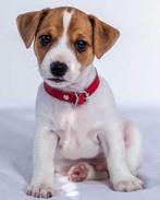 Fleece deken puppy Jack Russell Terrier, Nieuw, Verzenden