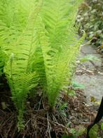 varens Matteuccia Blechnum Polystichum Dryopteris Osmunda, Tuin en Terras, Planten | Tuinplanten, Volledige schaduw, Vaste plant