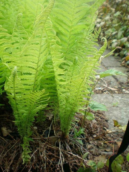 varens Matteuccia Blechnum Polystichum Dryopteris Osmunda, Tuin en Terras, Planten | Tuinplanten, Vaste plant, Volledige schaduw