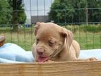 Old English Bulldog pups! t Gezonde type. Mogen direct mee!, Parvo, Nederland, 8 tot 15 weken, Bulldog