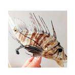 verzamelobject Taxidermie volledige montage -, Antiek en Kunst