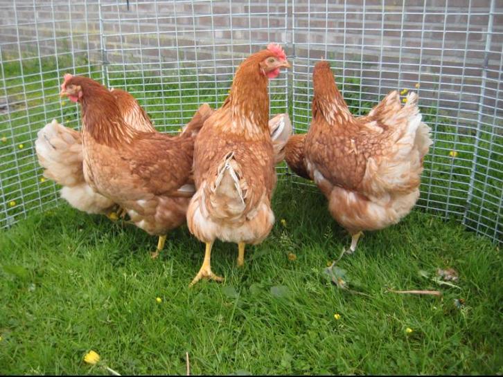 Te koop jonge leghennen/legkippen, Dieren en Toebehoren, Pluimvee, Kip, Vrouwelijk