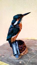IJsvogel Taxidermie volledige montage - Alcedo Atthis - 17, Verzamelen, Nieuw