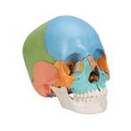 Anatomie model schedel osteopathie, 22-delig, topkwalite..., Nieuw