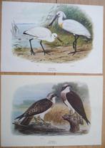 Collectie met dierenthema - Vogelplaten van M.A. Koekkoek, Antiek en Kunst, Antiek | Speelgoed