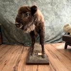 American bison calf - Taxidermie volledige montage - Bison, Verzamelen, Dierenverzamelingen, Nieuw