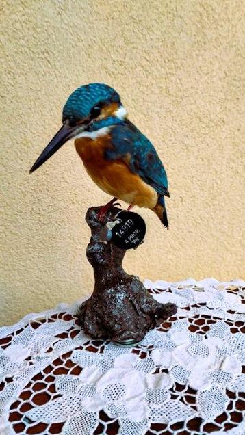 IJsvogel Taxidermie volledige montage - Alcedo atthis - with beschikbaar voor biedingen