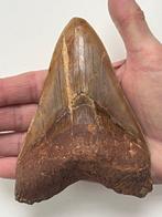 Enorme Megalodon tand 13,0 cm - Fossiele tand - Carcharocles