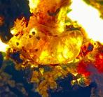 Amber - Barnsteen - ammonite in amber - 14 mm - 11 mm, Verzamelen, Mineralen en Fossielen