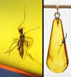 Prehistorisch leven in BALTISCHE AMBER - Fossiel van een