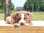 Old English Bulldog pups | Gezonde type | Mogen direct mee., Dieren en Toebehoren, Honden | Bulldogs, Pinschers en Molossers, Parvo