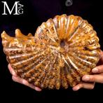 Ammoniet fossiel Lucidata – Madagaskar - Fossiel fragment -