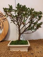 Azalea bonsai (Rhododendron) - Hoogte (boom): 26 cm - Diepte