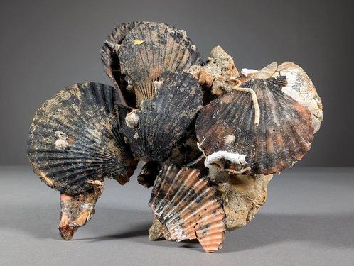 Gletsjerrrelict met schelpen van pecten - Gefossiliseerde, Verzamelen, Mineralen en Fossielen