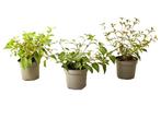 Fuchsia - set of 3, Huis en Inrichting, Kamerplanten, Verzenden