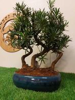 Boeddha-den bonsai (Podocarpus macrophyllus) - Hoogte