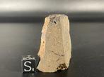 Condrite carbonacea (CO3) NWA 15898 - meteoriet, Verzamelen, Mineralen en Fossielen