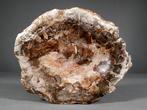 Fossiele houten kom - Gefossiliseerde plant - 20.7 cm - 16.7