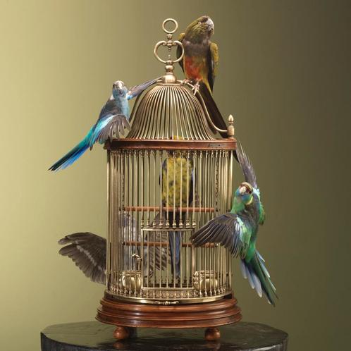 Parkieten op Kooi Taxidermie Opgezette Dieren By Max, Verzamelen, Dierenverzamelingen, Opgezet dier, Nieuw, Vogel, Ophalen of Verzenden