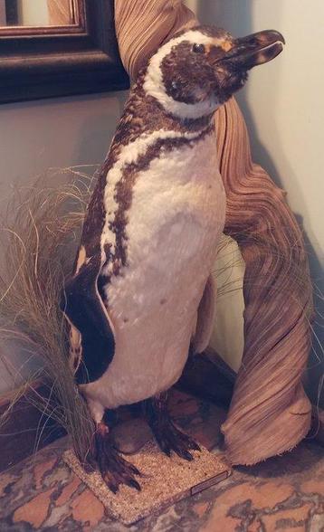 Pinguïn Taxidermie volledige montage - Spheniscus beschikbaar voor biedingen