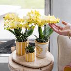 Kolibri Orchids | Gele orchidee Albenga + Malaga sierpot gee, Verzenden